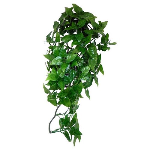 Komodo philodendron hanging - philodendron,