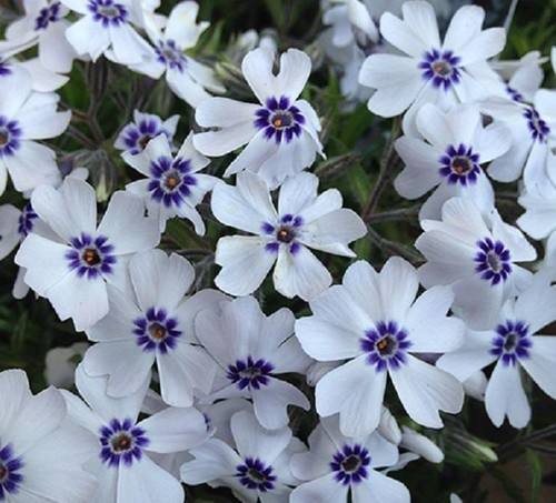 Phlox subulata bavaria - phlox,