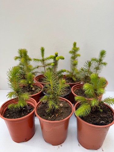 Sitka spruce trees - 🌲, 🌲