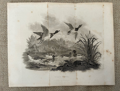 Antique duck bird - antique, wild