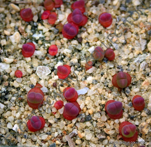 Rare gibbaeum esterhuyseniae - gibbaeum,