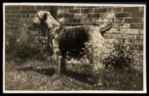 Airedale terrier dog - airedale,