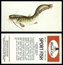 Catfish (Wels) #11 Sport Fish 1978 Black Cat Carreras Card
