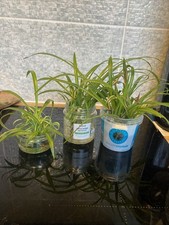 4 Spider Plant Babies -