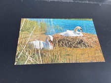 TWO MUTE SWANS ONE ON ITS NEST