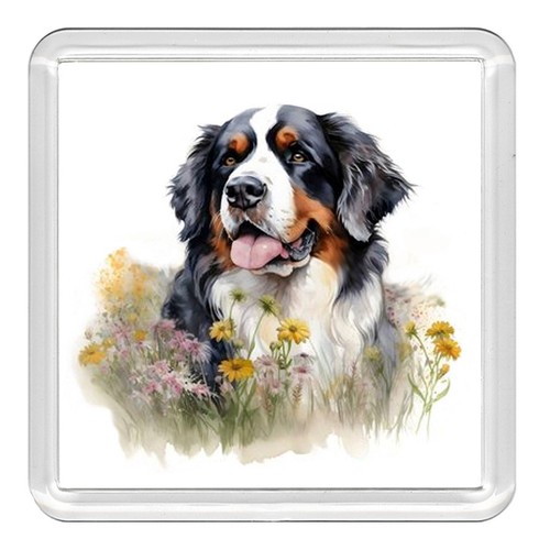 Bernese mountain dog - mountain,