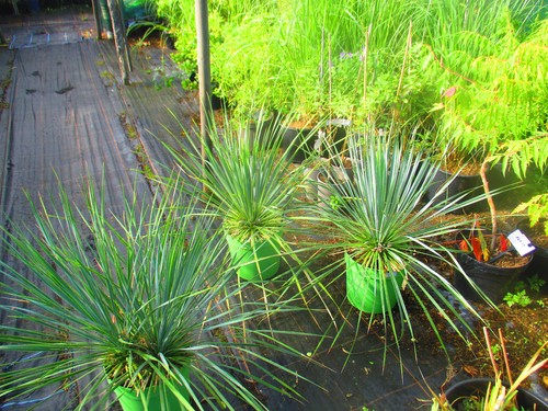Hardy beaked yucca - hardy,