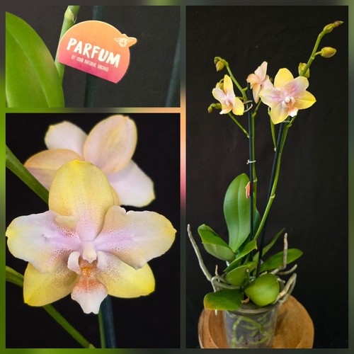Rare phalaenopsis aromio - aromio, lemon