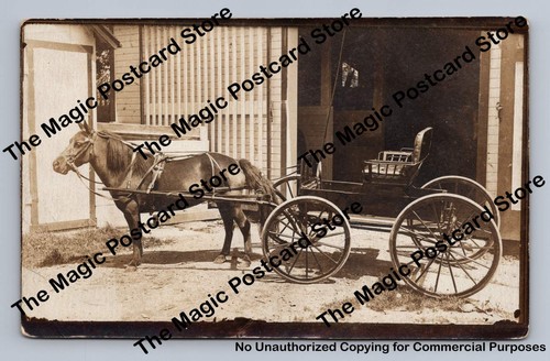 Miniature horse pony cab - horse, or