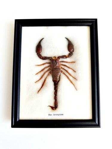 Real giant scorpion - giant, taxidermy