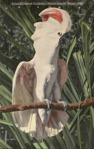 Salmon crested cockatoo parrot - salmon-crested,