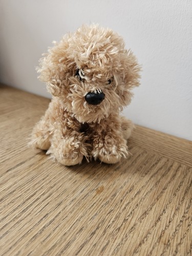 Suki labradoodle puppy - labradoodle, 5in