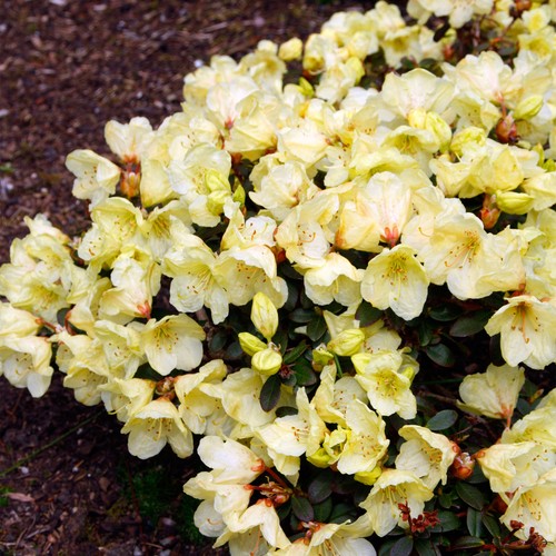 Rhododendron wren evergreen - rhododendron,