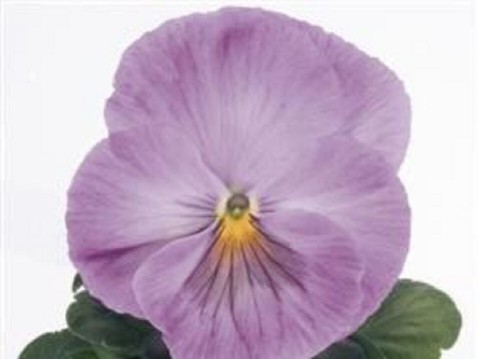 Pansy mini plug plants - 5,