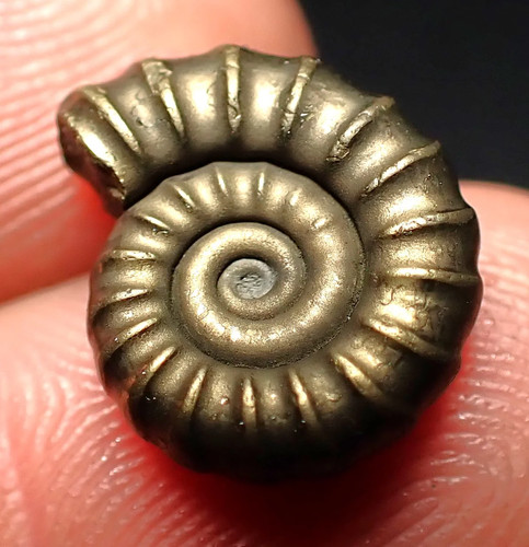 Promicroceras pyritosum
