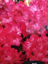 RHODODENDRON YAKUSHIMANUM 'VOLLBLUT'' 55CM HIGH SUPPLIED IN A 7 LITRE POT