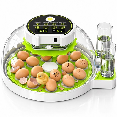 Egg incubator automatic - egg,