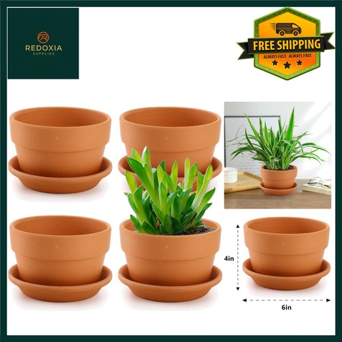 Terracotta plant pots with - pots,