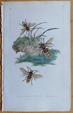 Wasp Vespa - Donovan Insects