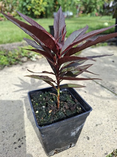 Crimson bonfire copper peach - crimson,