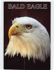 Postcard The Bald Eagle