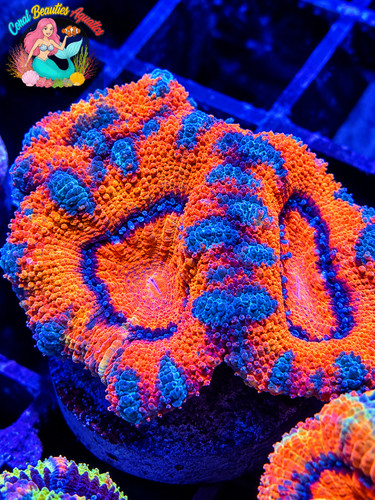Coral beauties aquatics - coral, aussie