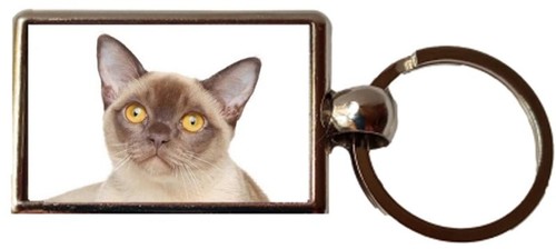 Burmese cat pet luxury double - burmese,