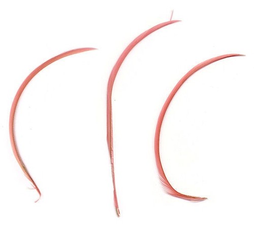 Vibrant biot feathers - biot, x5