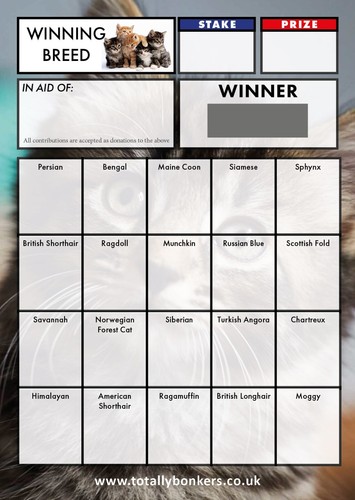 Cat fundraising scratch - fundraising, cards
