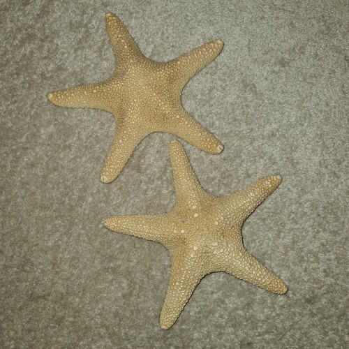 Pair dried large starfish - pair,