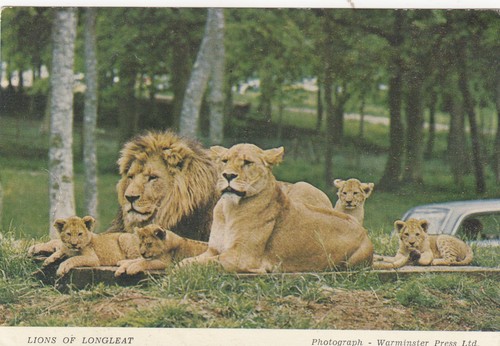 Postcard lions longleat - postcard,