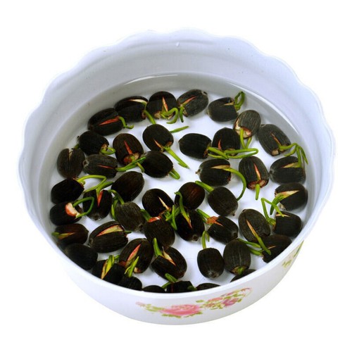 Lotus mix flower - flower, seed
