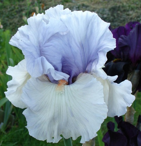 Tall bearded iris - tall,