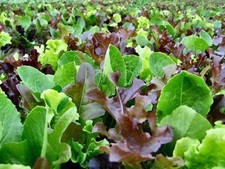 LETTUCE 'Mesclun Mix' | young