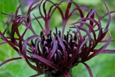 Centaurea 'Jordy'- knapweed