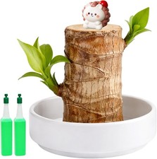 Brazilian Wood Plant, Lucky