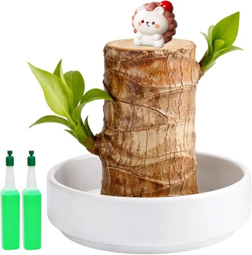Brazilian wood plant - brazilian,