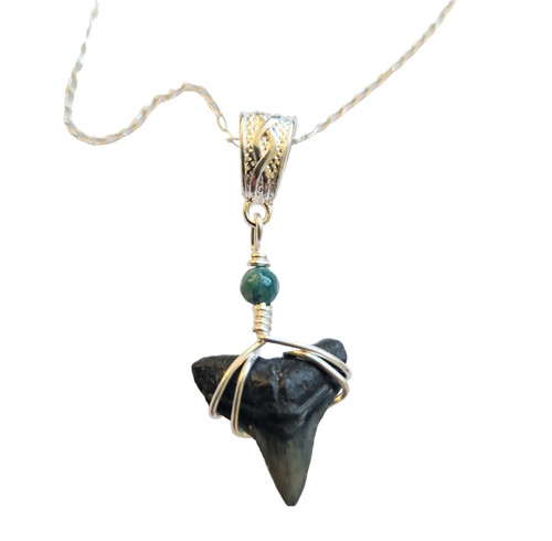 Gorgeous fossil bull shark - bull,