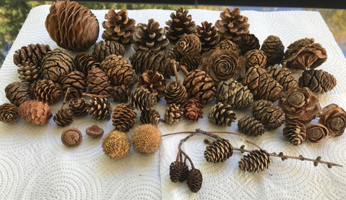 Pine cones fir - cones,