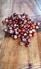 50  MIXED CONKERS HORSE CHESTNUTS SPIDER Repellent, ARTS AND CRAFTS 