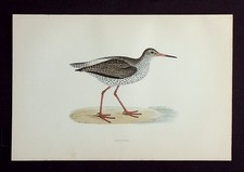 REDSHANK, original antique