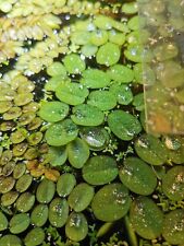 5 BIG SALVINIA LIVE AQUARIUM FLOATING PLANT FISH TANK FRY SHRIMP FERN FRESHWATER