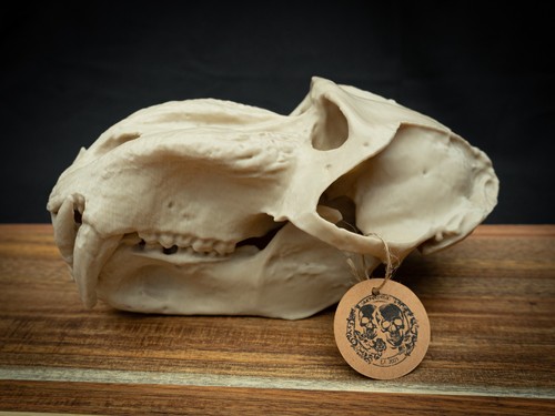 Life size baboon skull - life,