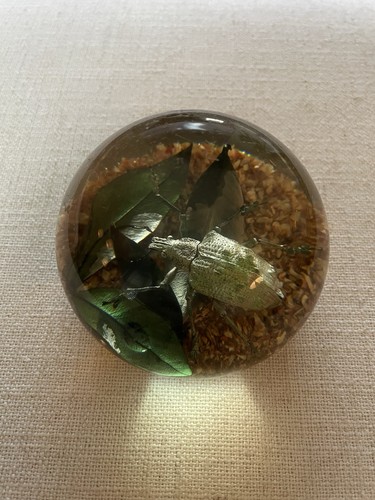Vintage real insect lucite - vintage,