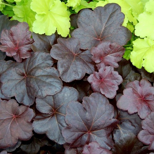 Heuchera obsidian 3 - ‘obsidian’, –