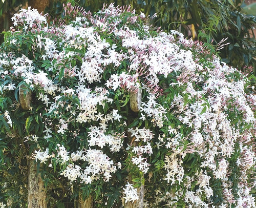 Fragrant star jasmine - star,