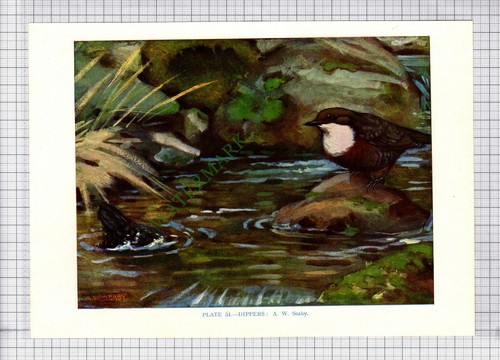 9572 dipper seaby - -, 1966