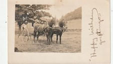 Walton NY     RPPC   Horse