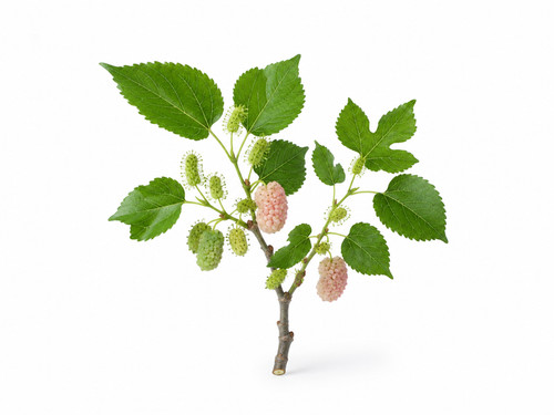 Mulberry tree seeds white or - mulberry,