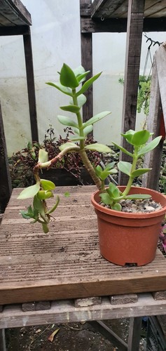 Crassula lactea taylors plants - lactea,